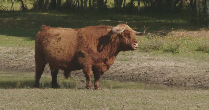 Large scottish highlander bull standing in a sunny forrest and chewing grass