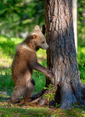 Cub of Brown bear standing on his hind legs. Scientific name: Ursus Arctos Arctos. Summer forest. Natural green Background.