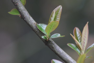 Close up Budding Leaves 