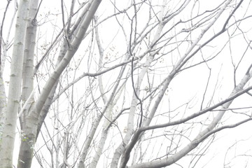 Dried branches of a tree in Winter