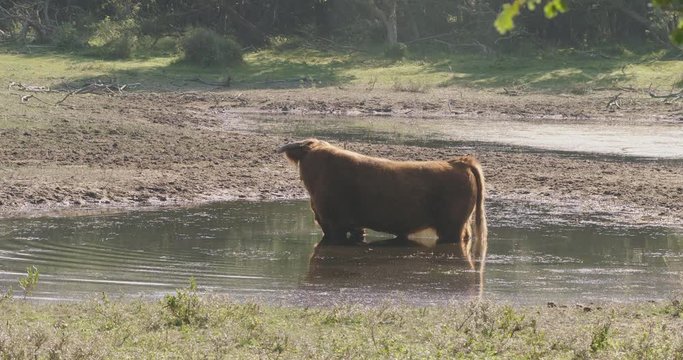 Large scottish highlander, standing in a pond in a forrest, eating waterplants on a sunny day.