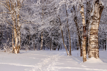 Birch grove in the winter in the snow. White trees. Trees in the snow. Snow picture. Winter landscape grove of white trees and snow.