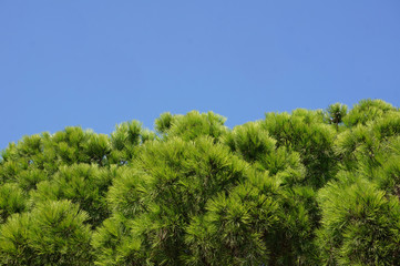 trees and blue sky