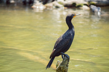 Cormorant on the pier and the tree. River in Cancun Mexico