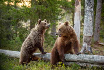 Obraz premium Cubs of Brown Bear in the summer forest. Natural habitat. Scientific name: Ursus arctos.