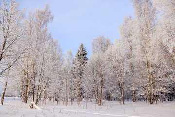 Birch grove in the winter in the snow. White trees. Trees in the snow. Snow picture. Winter landscape grove of white trees and snow.