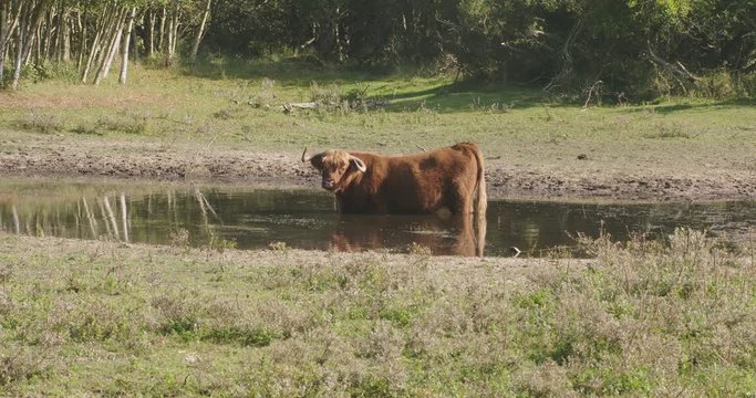 Large scottish highlander, standing in a pond in a forrest, eating waterplants on a sunny day.