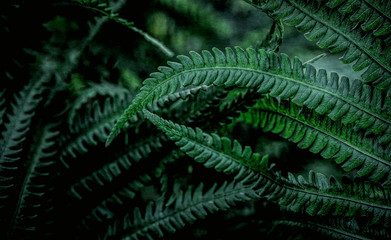 leaf of fresh green fern. Bright spring holiday card	
