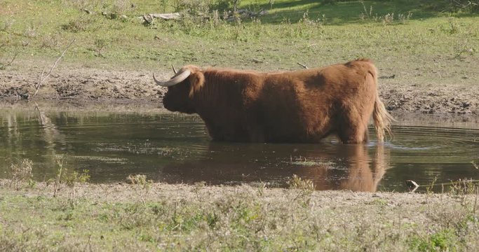 Large scottish highlander, standing in a pond in a forrest, eating waterplants on a sunny day.