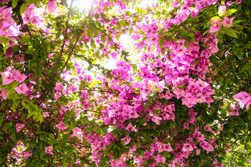 Blossom of bright pink flowers