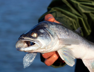 Zander (Sander lucioperca)  from Lake Balaton, Hungary