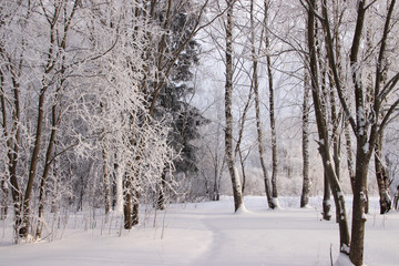 Birch grove in the winter in the snow. White trees. Trees in the snow. Snow picture. Winter landscape grove of white trees and snow.