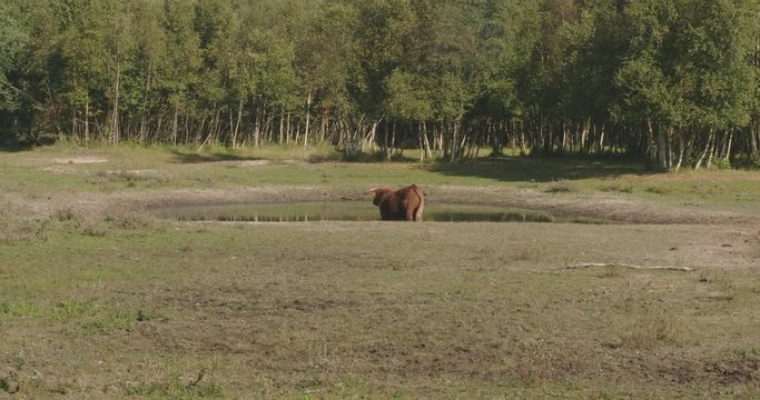 Large scottish highlander, standing in a pond in a forrest, eating waterplants on a sunny day.