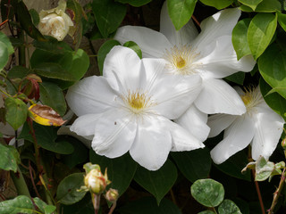 Fleurs de Clématites de ton blanc (Clematis patens)