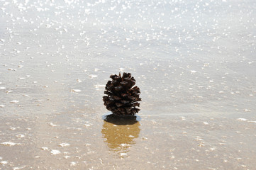 Pine cone on the sandy beach near the water.Concept of relaxation, meditation, naturalness, ecological, religiosity.
