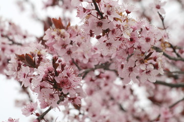 blooming apricot tree with pink delicate flowers in spring