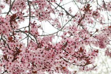 blooming apricot tree with pink delicate flowers in spring