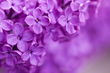 Closeup image of lilac branch in daylight. Blurred background