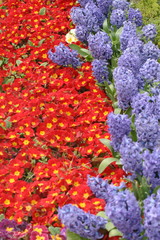flowerbed carpet with beautiful flowers of red and purple colors