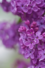Blooming violet Lilac branch in daylight on natural blurred green and white background. Cold colors. Space for your text
