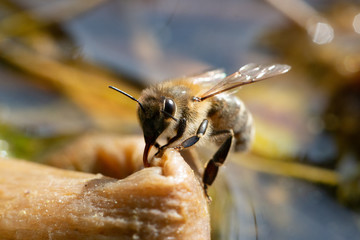 bee