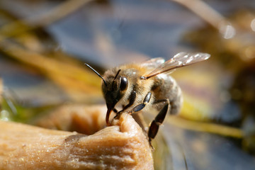 bee