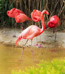 flamingos in water