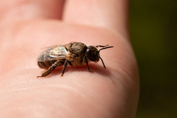 male bee
