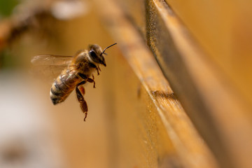 bee landing
