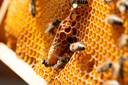 new queen bee