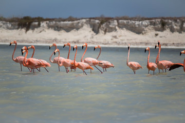 Flamingos are on the river. Some flamingos are flying over the river in Siaan Kan, Quintana Roo, Mexico. Caribbean