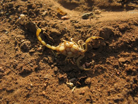 Mom scorpion