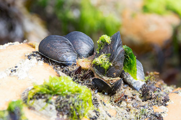 Moules