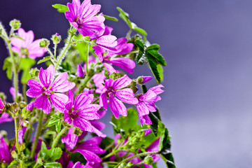 Obraz premium Wild violet flowers with water drops closeup on black background.
