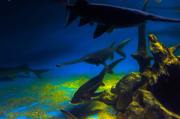 sturgeon industrial fishing. illegal fishing and seafood.