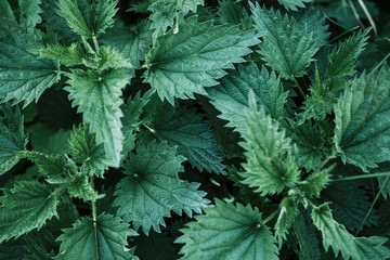 Stinging nettle leaves as background. Beautiful texture of nettle. Top view. Copy-space. Can use as banner 