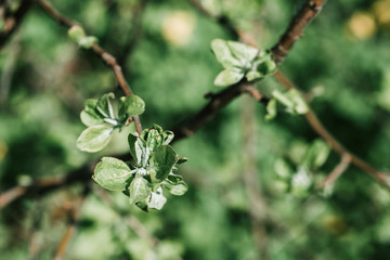 Apple tree branch with young small green leaves on a green background