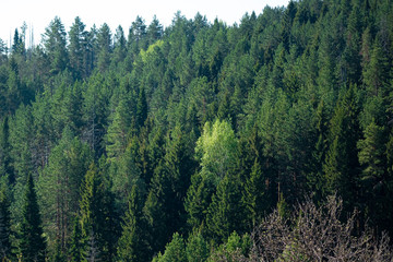 Green trees in a forest of old spruce, fir and pine trees in wilderness of a national park. Sustainable industry, ecosystem and healthy environment concepts and background.