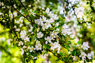 cherry branches with white flowers