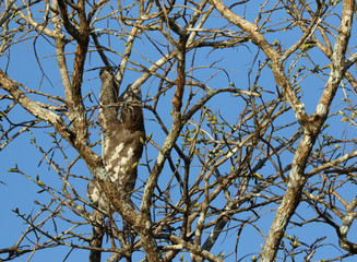 sloth in a tree