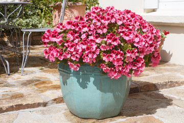Planter with pink geranium flowers in a garden during spring