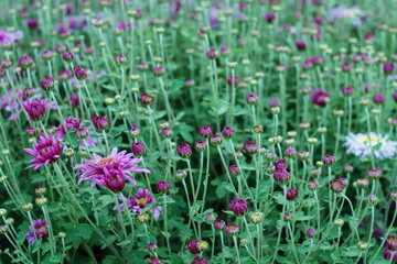 Small flowers and buds of purple chrysanthemum
