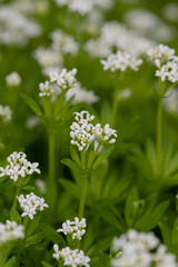 Waldmeister - Blüten - Nahaufnahme (galium odoratum)
