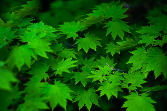 green maple leaves, background image