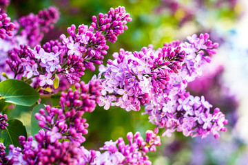 purple lilac branch and green leaves
