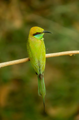 bird on a branch