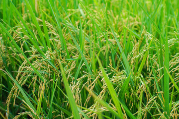 Rice plantation field with paddy rice