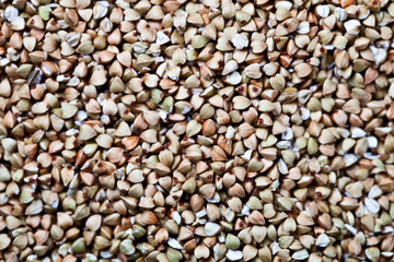 Fresh green dry buckwheat background.