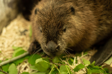 River beaver lying on wood shavings and looking straight in camera. Front view, close up. Animal protection concept. Nature biosphere reserve in Voronezh Oblast.