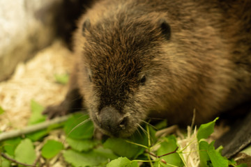 River beaver lying on wood shavings and looking straight in camera. Front view, close up. Animal protection concept. Nature biosphere reserve in Voronezh Oblast.